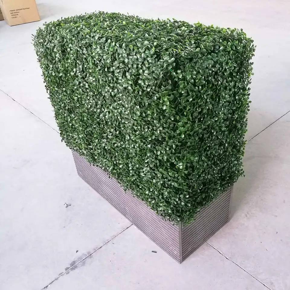 boxwood hedge (4).jpg