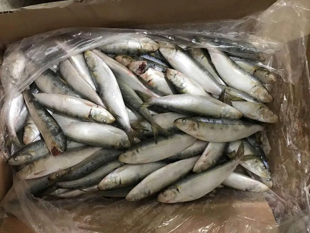 Frozen Sardine For Bait Best Price Buy Frozen Sardine For Bait Best