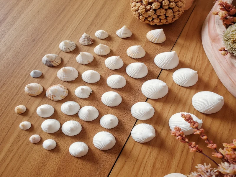 Seashells sorted by size on wooden table for crafting
