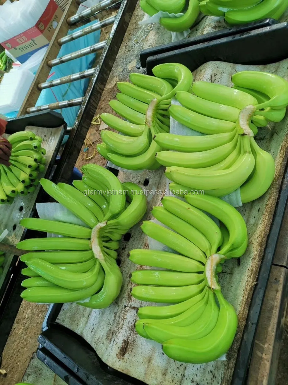 
Wechat +84971316435 good price for fresh banana reach Shanghai port China 