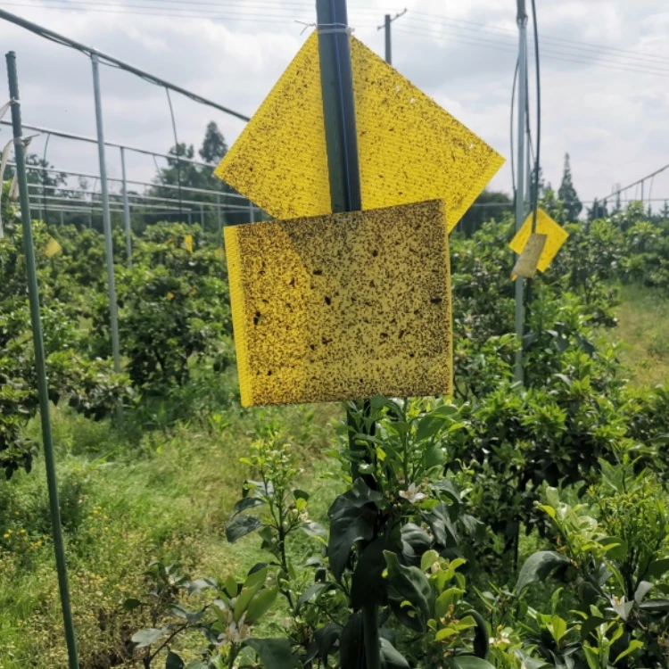 

Disposable Biodegradable Sticky Trap to Trap Insect Especially Pests in Agriculture, Yellow