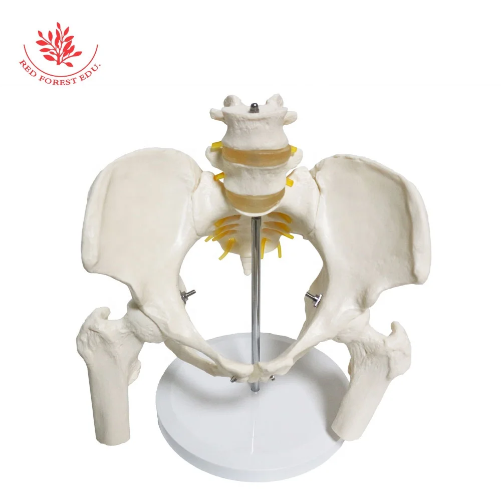 

Human Pelvis Skeleton Model Life Size Female Medical Pelvic Lumbar Teaching Supplies With 2 Lumbar Female Pelvis Model