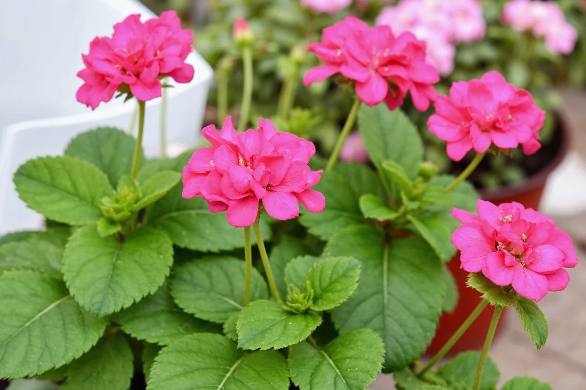 how to care for pelargonium plants