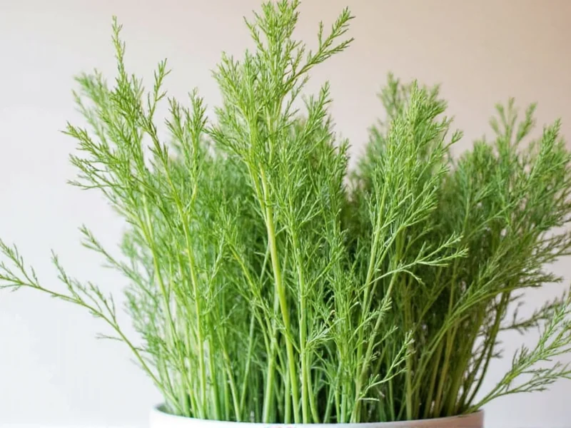 How to Dry Dill at Home: 3 Best Methods Revealed