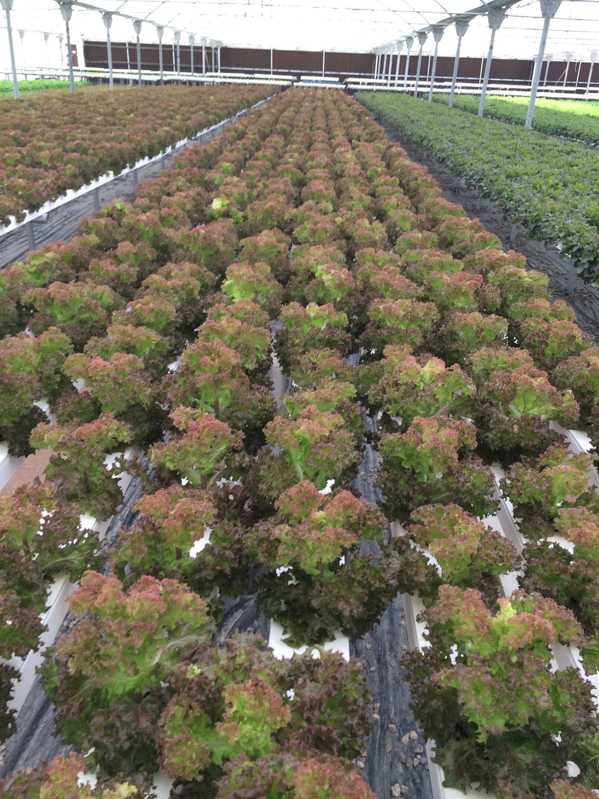 hydroponics kits and systems