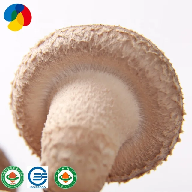 
2019 ISO22000 Certificate mushroom farm frozen health fresh shiitake mushroom seeds for growing 