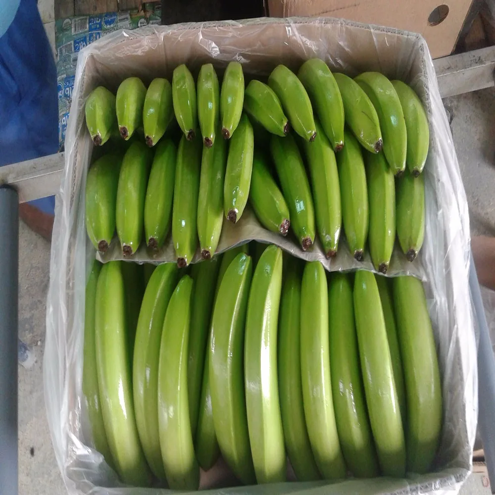 
Bananas Green and Fresh 