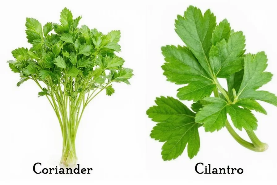 Fresh cilantro leaves next to dried coriander seeds showing the same plant's different forms