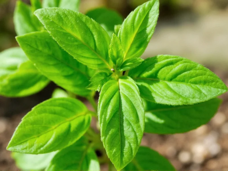 Mexican Basil Plant: Complete Growing Guide & Uses