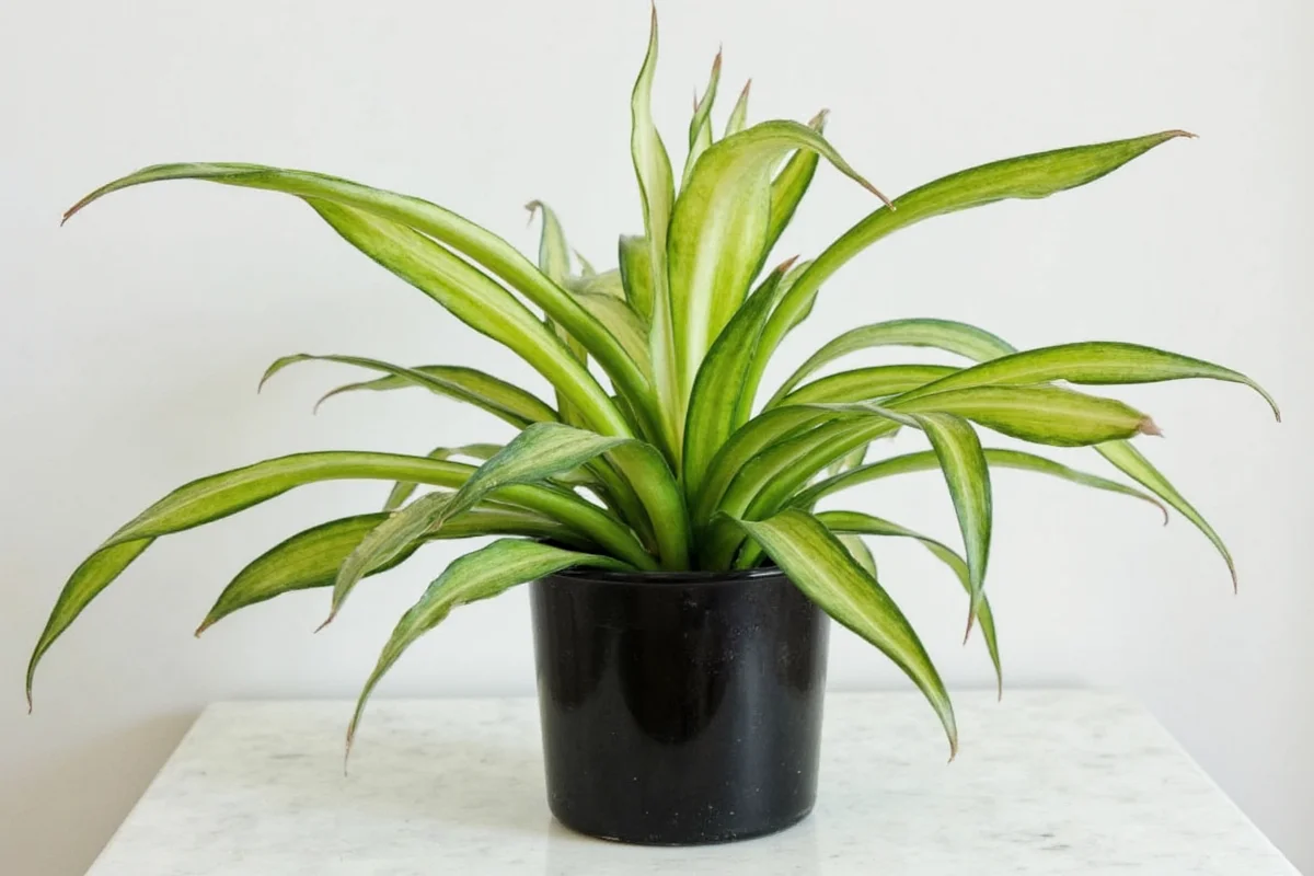 how often to water snake plant indoors