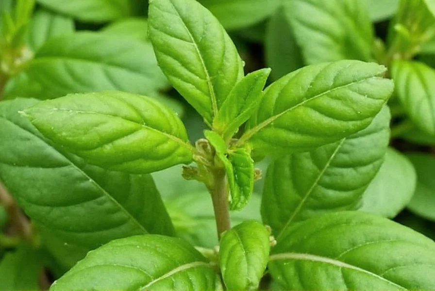 cinnamon basil
