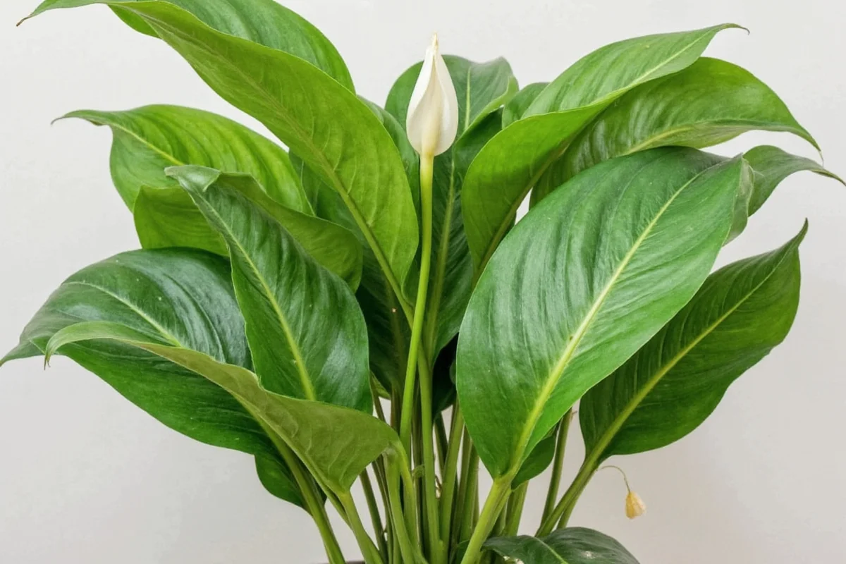 how to care for a peace lily plant indoors