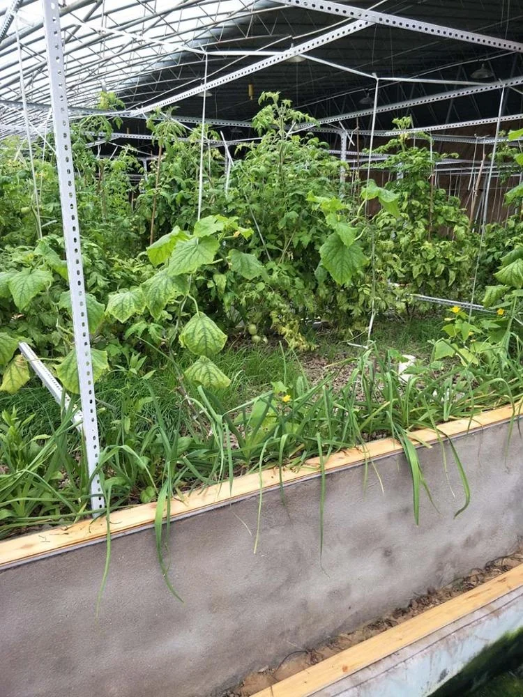agricultural aquaponics system.jpg