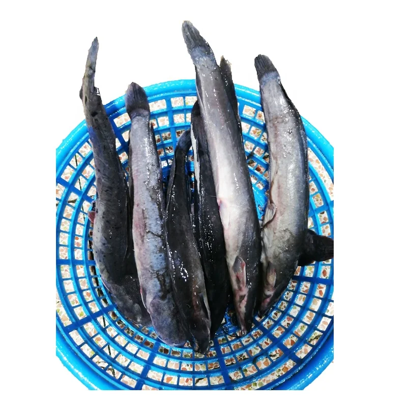 wholesale price fish farming frozen sea catfish