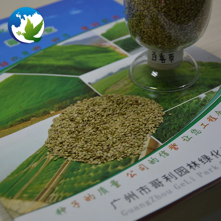 
High Sprouting Rate Bahia Grass Notatum Flugge Paspalum Natatu Seeds Runway Slope Grass Seed For Slope Protection 