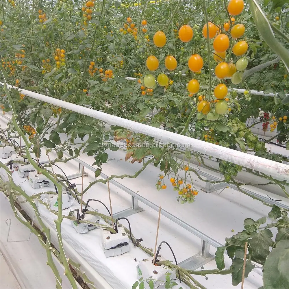 水耕栽培温室チリ トマト栽培設備 Buy チリ栽培 チリ水耕栽培 水耕栽培温室チリ Product On Alibaba Com