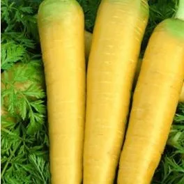 
Fresh Vegetable Chinese Radish /fresh carrot with Lowest Price 