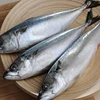 Best selling top quality frozen pacific mackerel frozen mackerel fish for bait