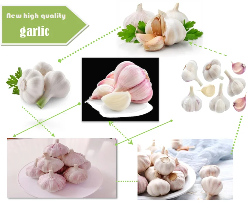 New crop garlic fresh garlic price - 2021 new crop