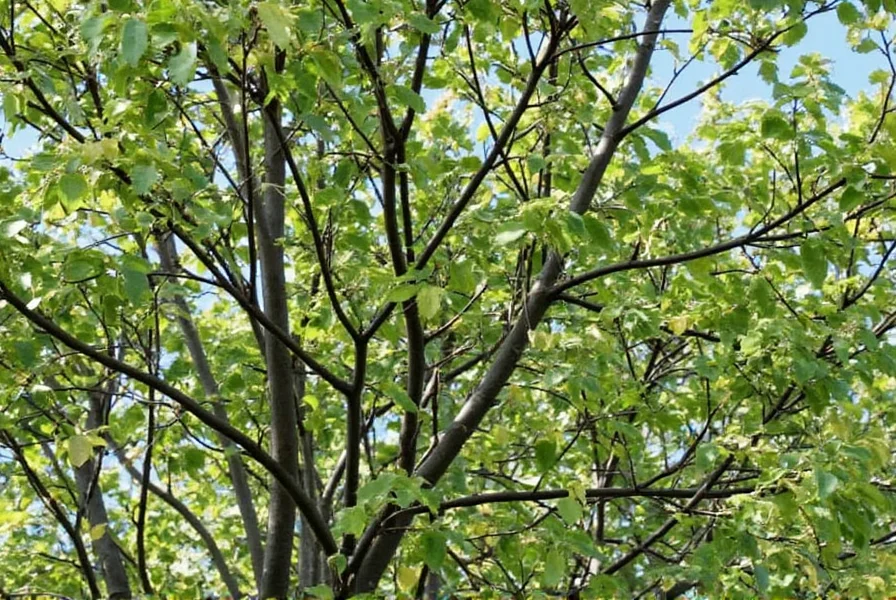 Close-up of Piper nigrum vine showing peppercorn development stages from green to black