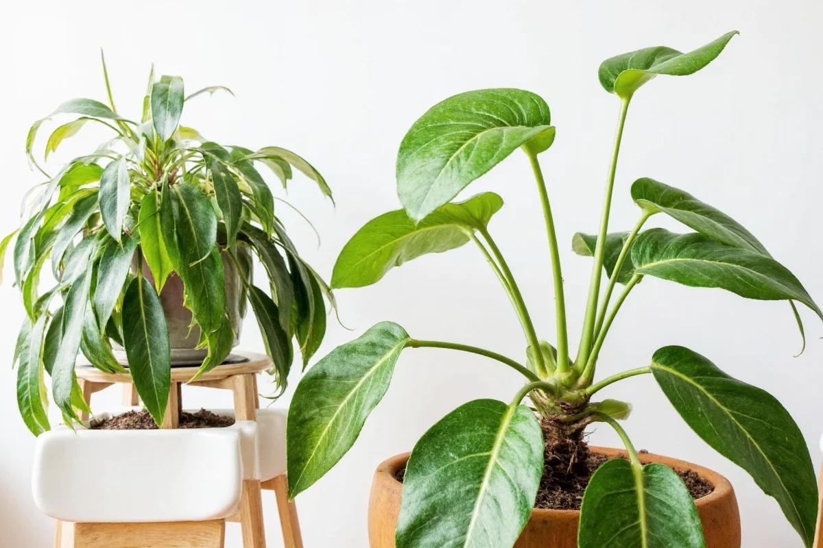 fabulous reblooming bearded irises
