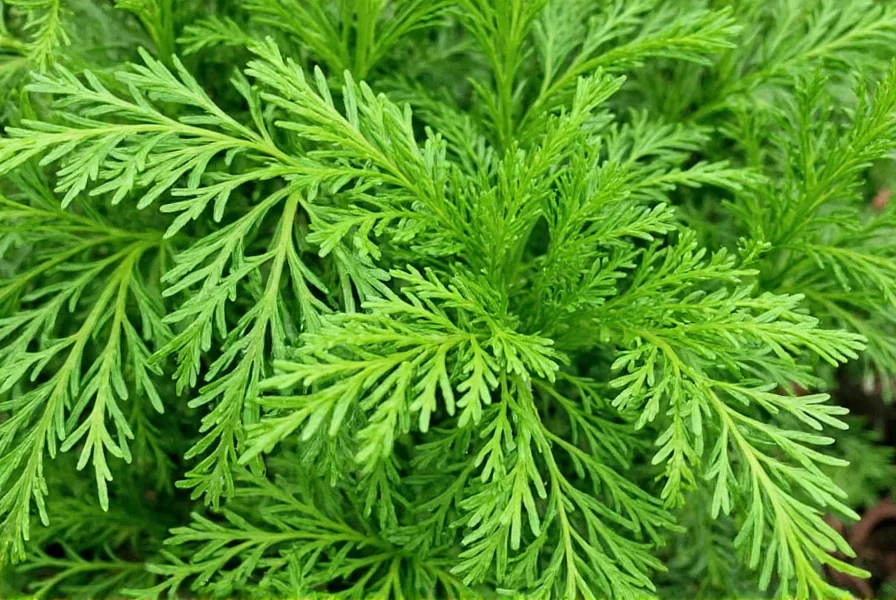Dill Leaf Flavor