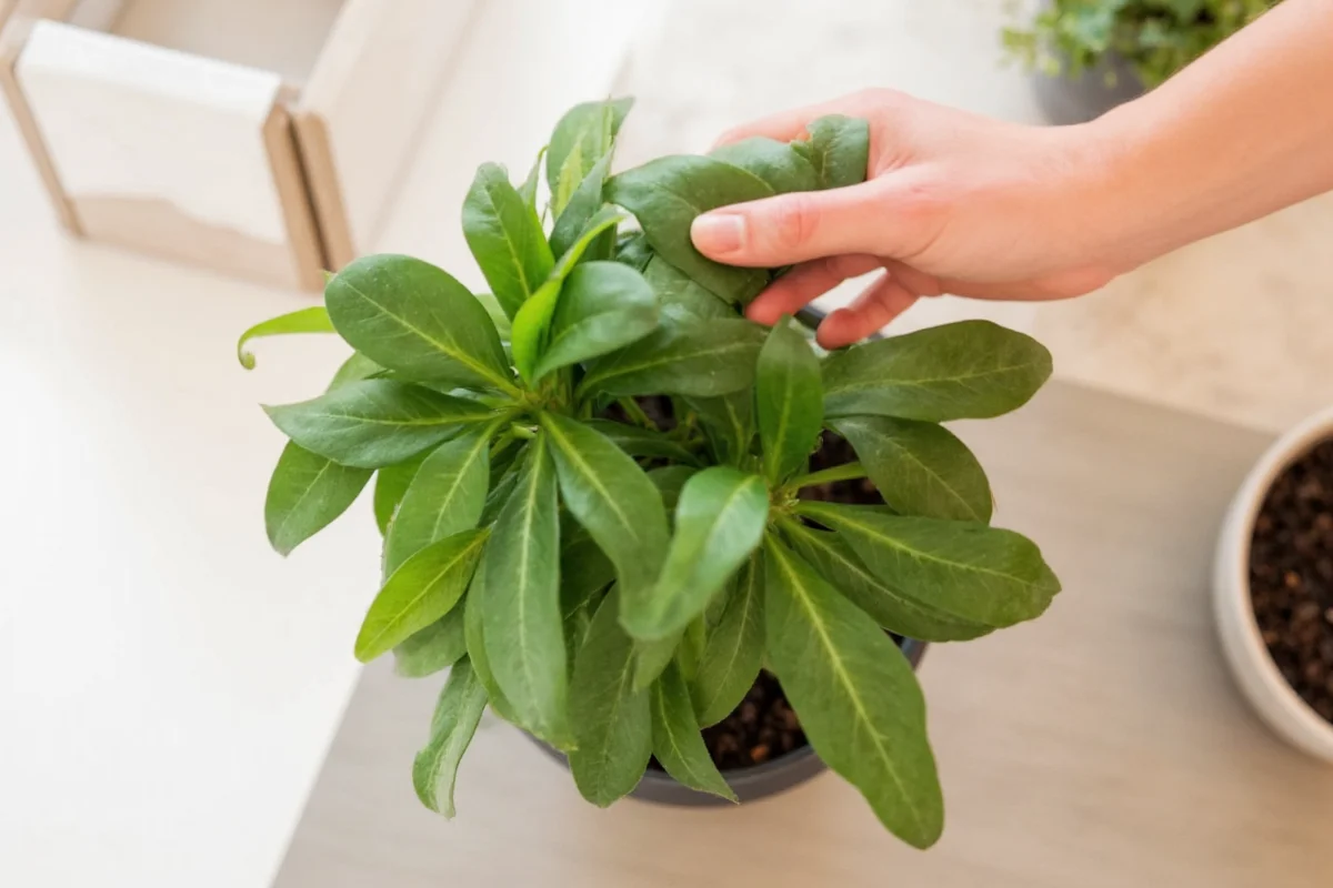 how to propagate jade plant from leaf