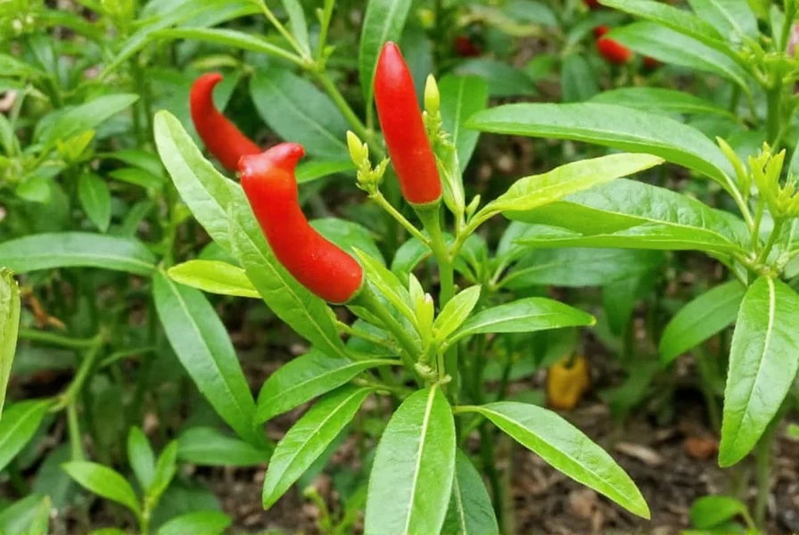 cayenne chili pepper plants