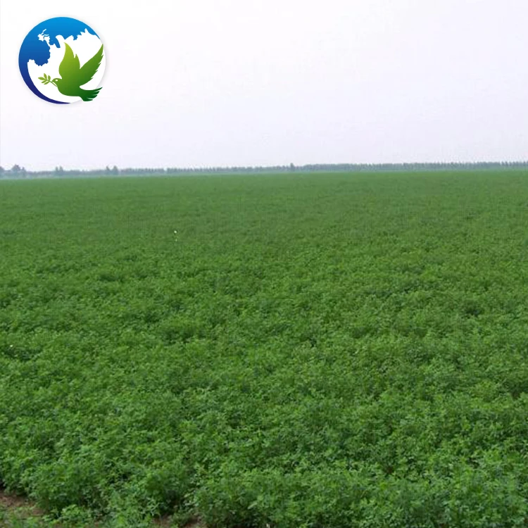 
High Sprouting Rate Organic Alfalfa Pasture Seed Fodder Grass Seeds Medicago Sativa Lucerne Alfalfa Seeds 