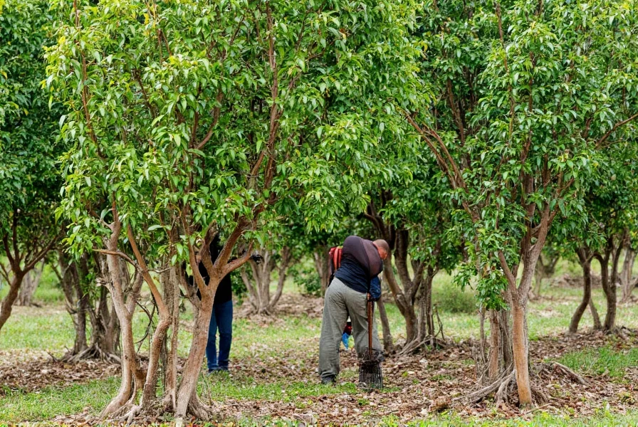 Black pepper vines growing on support trees in a tropical plantation with workers harvesting peppercorns