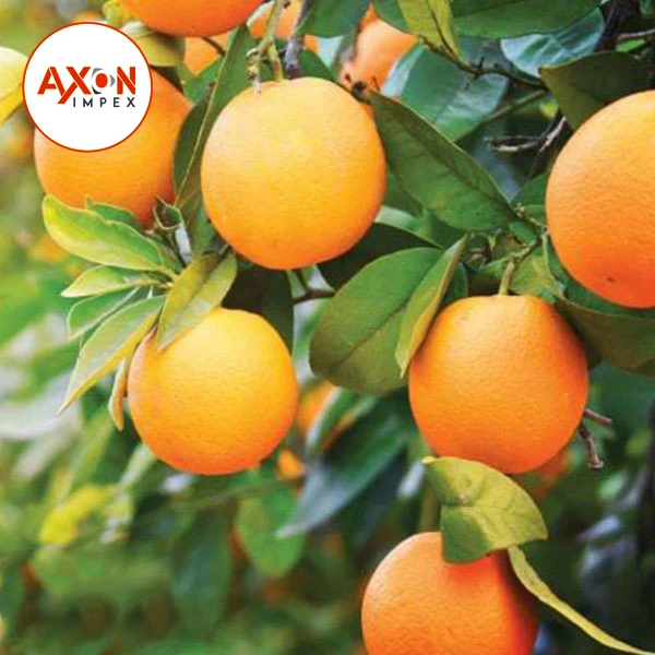
A Grade Pakistani Mandarin Oranges Export TO USA   CHINA /UAE 
