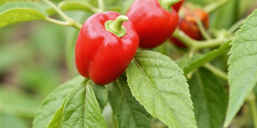 Comparison of black, white, green, and red peppercorns