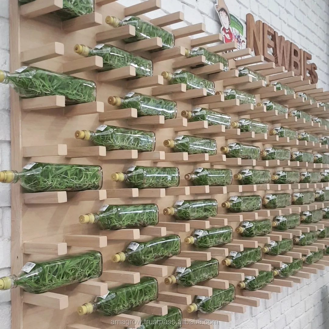 
Natural 100% Orchid Flask Seedlings Fresh Multi Color Ornament Plants Dendrobium Flowers Tissue Culture Thailand Highest Quality 