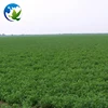 Best Organic Alfalfa Pasture Seed Fodder Grass Seeds Medicago Sativa Lucerne Alfalfa Seeds