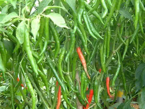 
HYBRID 1090 GREEN CHILLI SEEDS 