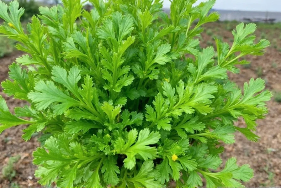 Proper technique for harvesting coriander leaves showing scissors cutting outer stems