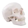 PVC Human Skull Anatomy Model - 3 Part Life Size Anatomically Correct , Skull Cap with External and Interior Structures