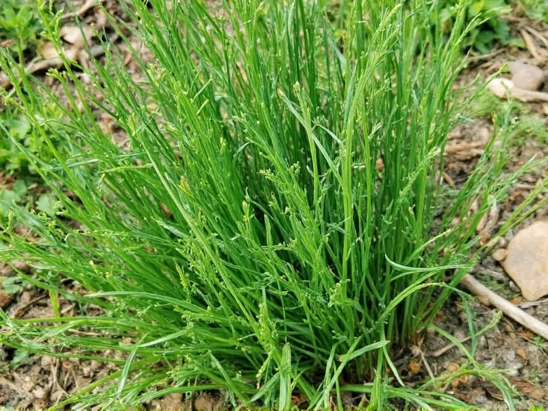 What Is Dill Used For: Culinary, Medicinal & Practical Uses