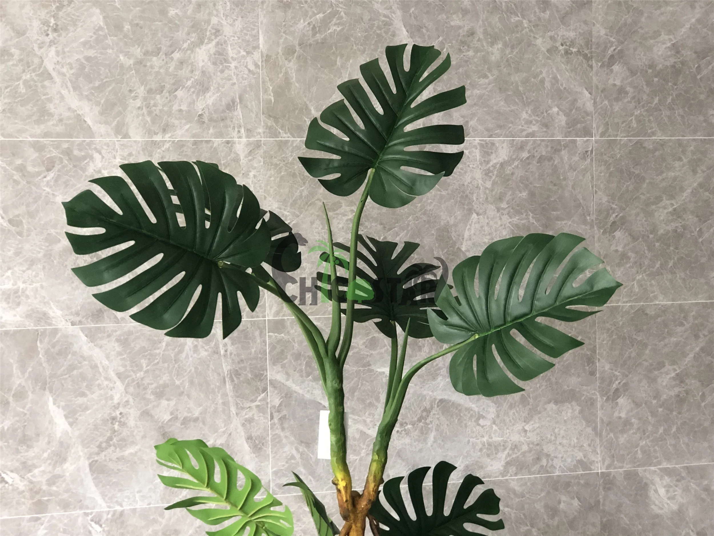 Monstera obliqua в интерьере