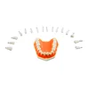 Replacement teeth for practice frasaco Exercise teeth model