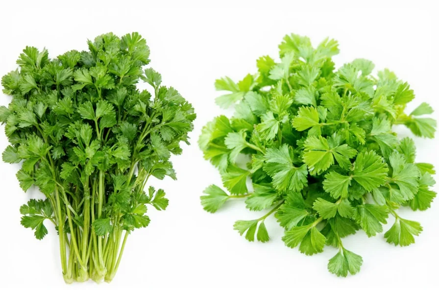 Fresh cilantro leaves next to dried coriander seeds showing the visual difference between the two forms of Coriandrum sativum