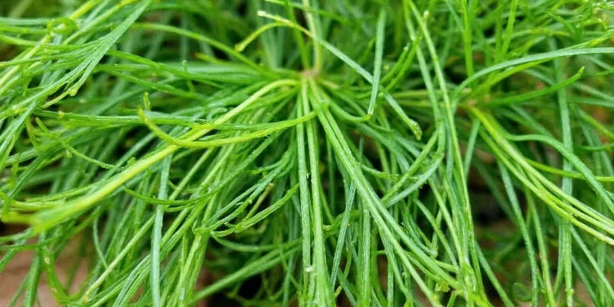 Proper storage techniques for fresh dill