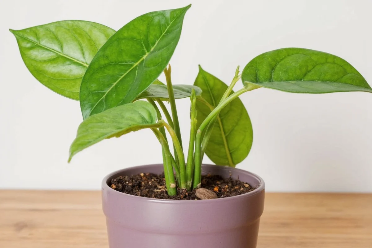 how to prune pothos plant
