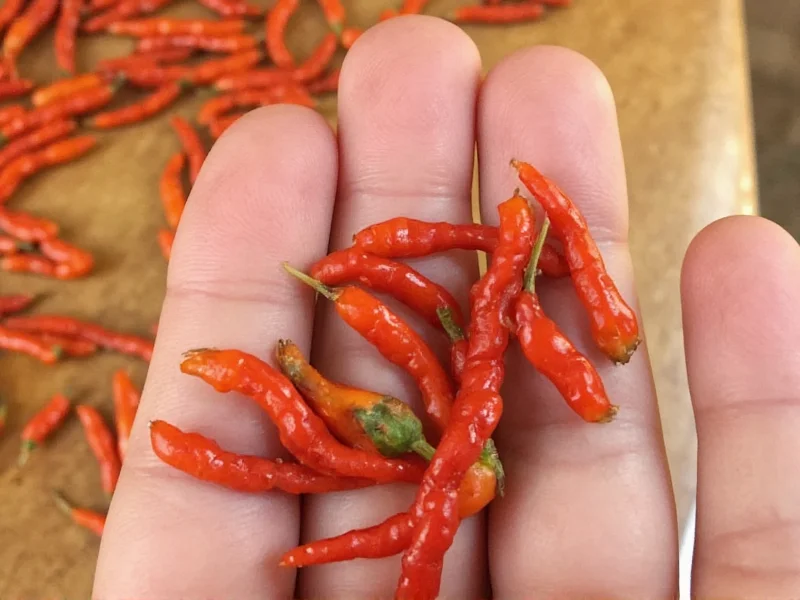 How Scoville Units Are Measured: Science Behind Pepper Heat