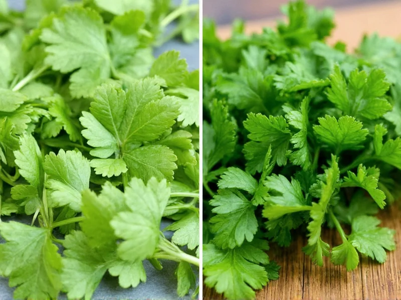 Cilantro vs Parsley Taste: Key Differences Explained