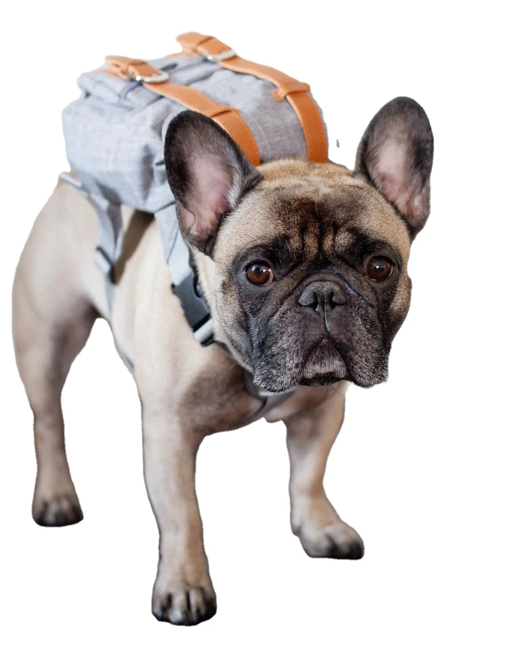 

Multi-functional backpack for dogs poop bag holder bag, Gray