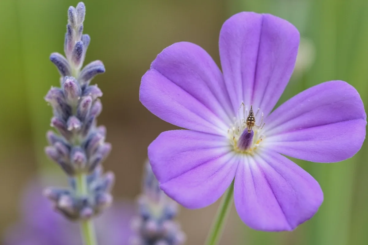 does lavender plant repel mosquitoes