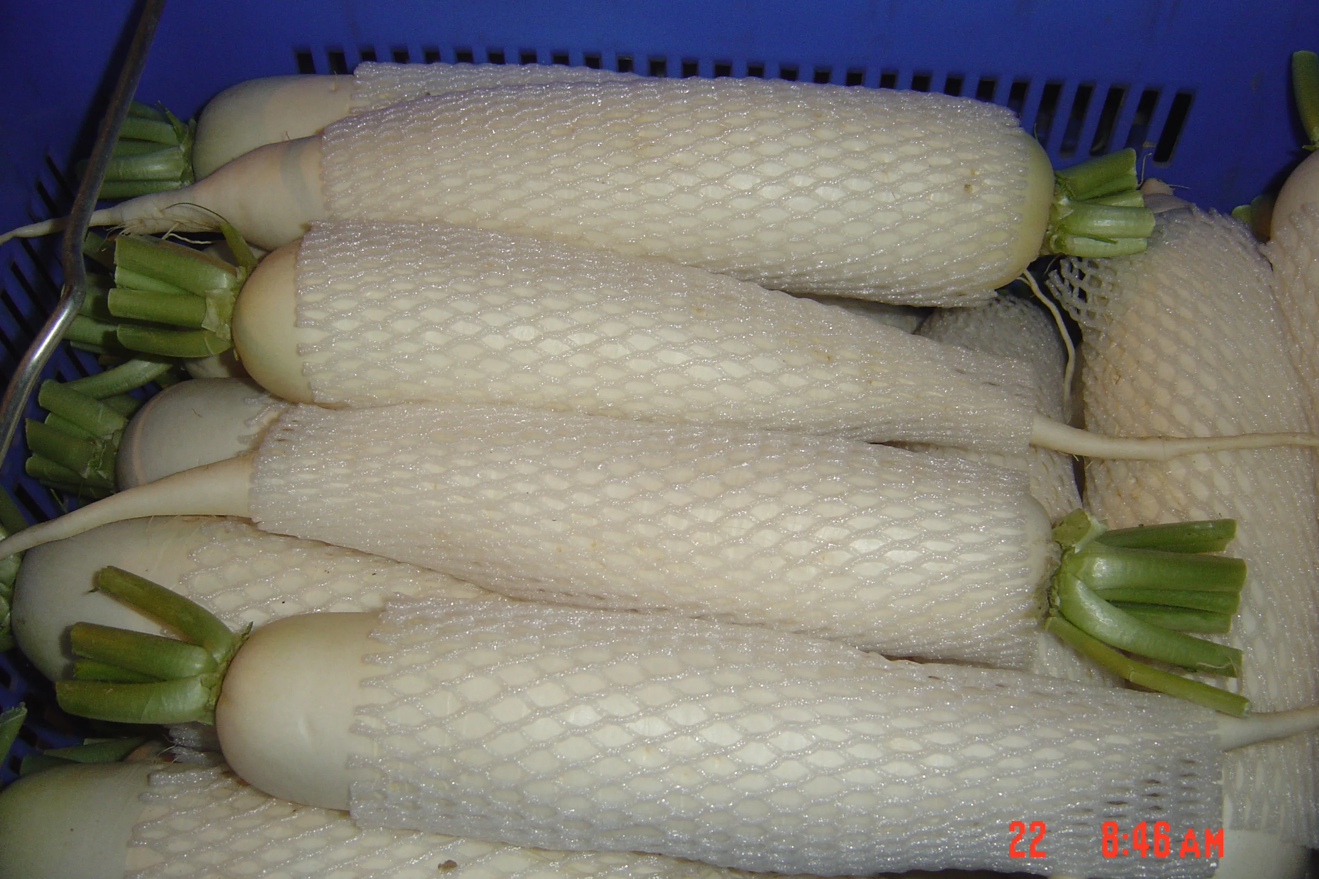 
chinese fresh white radish price 
