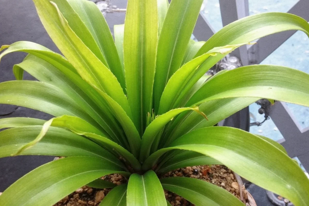 how to care for a dumb cane plant