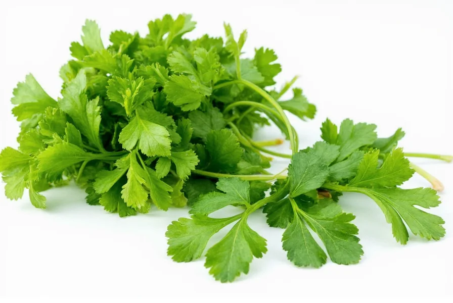 Cilantro vs Coriander: Same Plant, Different Names Explained